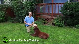 The Secret to Zen Dog Training