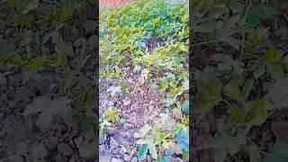 #kichengarden #garden #kitchencompostbin #compost #food #kichen #gardening