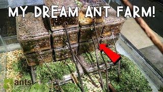 My Dream Ant Farm: Leafcutter Ants