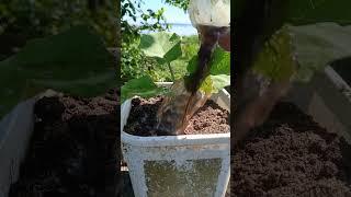 potong pucuk terong#shorst #garden #farming #berkebun #fypyoutube