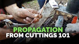 Propagating From Cuttings 101