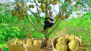 Harvesting a Durian Tree Loaded with Fruit Goes To Market Sell - Doing Housework | Tieu Lien