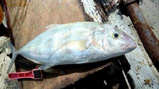 Fresh Indian Ocean Trevally Fish Cutting | Fish Cutting Skills | Maldives