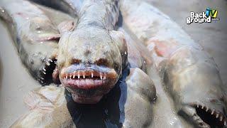 Alien fish? mudflat green eel goby