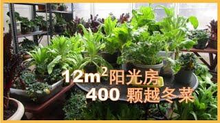 12平米阳光房，400颗菜过冬