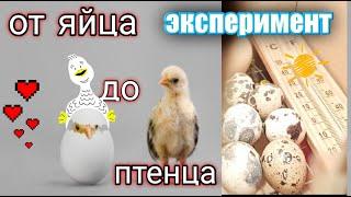 Эксперимент: ПТИЧКА ИЗ МАГАЗИННОГО ЯЙЦА! ИНКУБАТОР СВОИМИ РУКАМИ ЗА 10 МИНУТ!