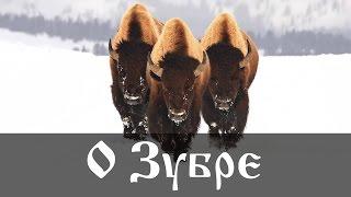 О Зубре