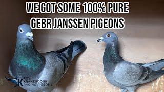 We Got our self Some 100% GEBR JANSSEN Pigeons! | Pure Breed Racing pigeons! |