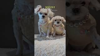 알잘딱깔센으로 간식주세요!!  #채널십오야 #하루또이틀 #funny #dogshorts