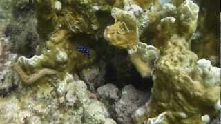 snorkeling @ cas abao, Curacao - beautiful little damselfish.MTS