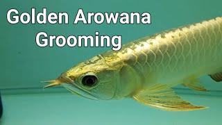 Golden Arowan Maintainance,Care and grooming. How To Care Golden Arowana. Golden Arowana tanning.