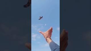 The falcon attack pigeon par the peregrine falcon #pigeon #bird #birdslover #shorts #youtubeshorts