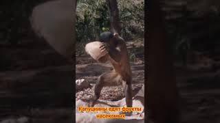 Капуцин.