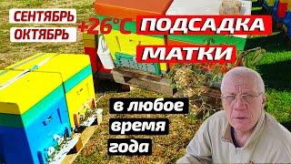 Пасека в сентябре и в октябре Как правильно подсадить плодную матку