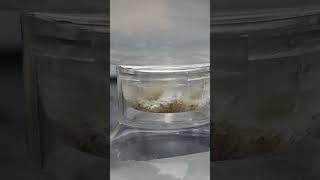새우 두 마리가 임신했다.5/11 오늘 발견.아기새우 나오기까지 며칠 걸릴까?엄마와의 내기에서 내가 이긴듯. 500원 받았다.아싸~
