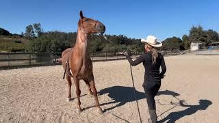 Abused Tennessee Walking Horse - Ground Work - Part 1 - Gaited Horse Training