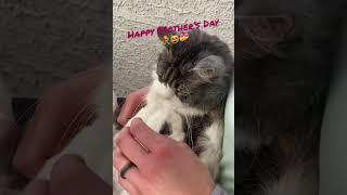 Happy Mother’s Day from #LillyCakes with #cattitude  #tabby #cutecat #petlove #mothersday