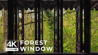 4K Forest window view - Relaxing, Calming, Ambience (ASMR)