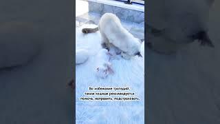 Неуклюжие родители, неумелые кошки, мамы, папы, коты #смешно  #cat #юмор #кошки