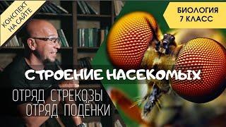 Насекомые – внешнее и внутреннее строение. Отряды Стрекозы и Подёнки. Биология 7 класс Насекомые