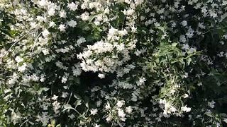 Как цветёт ЖАСМИН...\How jasmine blooms ...