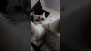 Мать плохому не научит  