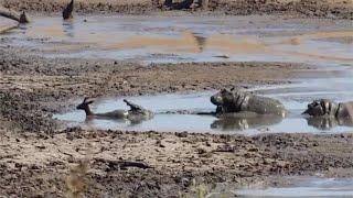 Hippo saves stuck impala from crocodile unknowingly