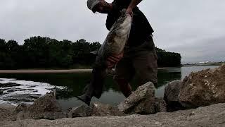 Biggest fish I have ever seen at this spot!