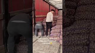 Коли кажуть, що в селі добре заробляють на картоплі! #картопля #село #бізнес #україна
