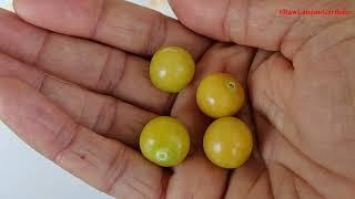 Tarty Tangy Sweet Cape Gooseberries!