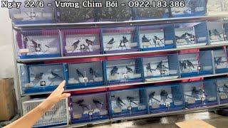 22/6 | Thanh Lý Chim 300k Hót Cả Ngày. Lô Chim Bổi Lạng Sơn Phí 500-600-700k / 1 Bé