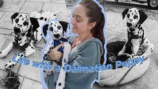 OWNING A DALMATIAN | What its really like | Pros and Cons