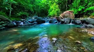 Bukit Menoreh River Sounds with Birdsong – Calming Sleep Ambience