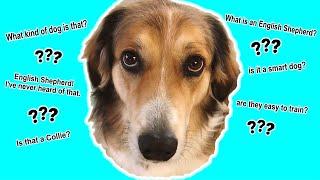 What is an English Shepherd Dog a mix of? | Misty takes a DNA test part 1