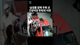 고양이가 남성들 앞에 우뚝 선 뜻밖의 사연