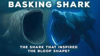 Basking Shark - The Calm Sea Monster