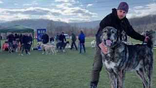 EXPOZIȚIA CANINĂ MULTIRASĂ UCHR DE LA HÂRTIEȘTI, JUD. ARGEȘ