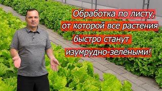 Все растения быстро зазеленеют- очень эффективная обработка по листу!