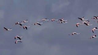 Flamingos In Flight, Spain 2016.