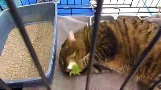 Ms. Lara goes Crazy over Catnip!