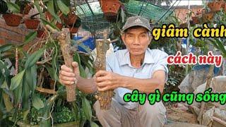 Bật mí cách giâm cành, cây gì cũng sống