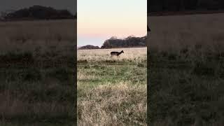 Deer in Richmond Park