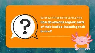 But Why Kids | How do axolotls regrow parts of their bodies? | Full Podcast Episode