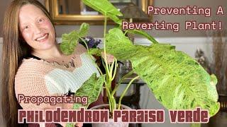 Preventing a Reverting Plant! ||Propagating Climbing Philodendron|| Philodendron Paraiso Verde!