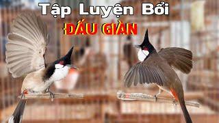 Chào Mào Đấu Giàn/Chào Mào Hót Đấu/Kích Chào Mào Ché/Kích Chào Mào Bổi Lên Lửa Nhanh Nhất 2025