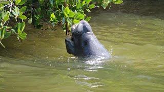 River nature tours with Wildside Tours in Cocoa Beach, FL