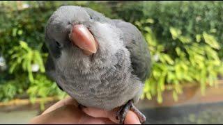 Matcha the Dancing Quaker parrot part.1 (head bobbing) | JC 011