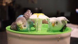 How to Bathe Budgies and Other Small Birds