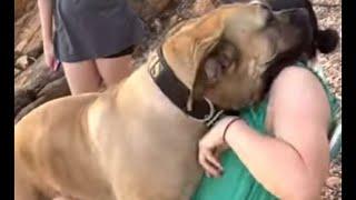 Big Jealous Boerboel, Molly the Boerboel Best Memories #boerboel #trending #viralvideo #love