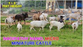 Nadipathy micro & mini Cattle | 1 To 2 Feet Height | #youtube #animals #cow #youtubeshorts #yt